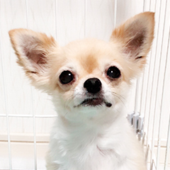 動物看護士：林光世