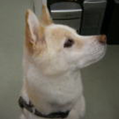 獣医師：櫻井 亜弥