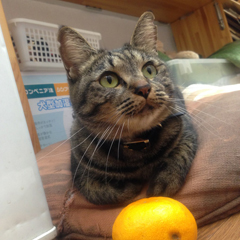 癒し猫：櫻井 みかん