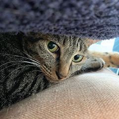 癒し猫：櫻井 ばんぺいゆ