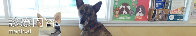 診療内容
